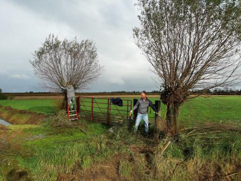 Vrijwilligers knotten bomen 