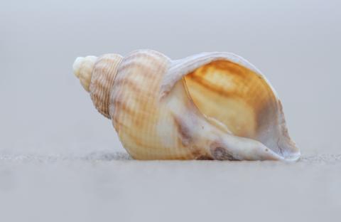 Wulk schelp op het strand Oostkapelle