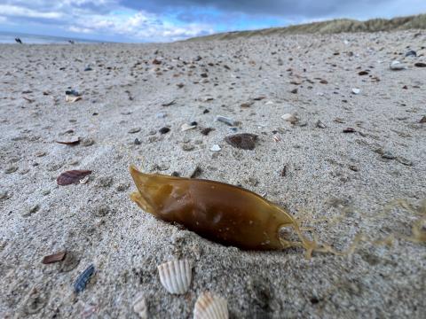 Haaienei en schelpen op strand