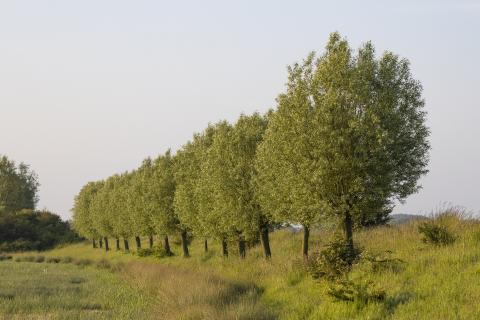 Aardenburgse Havenpolder dijk met bomen