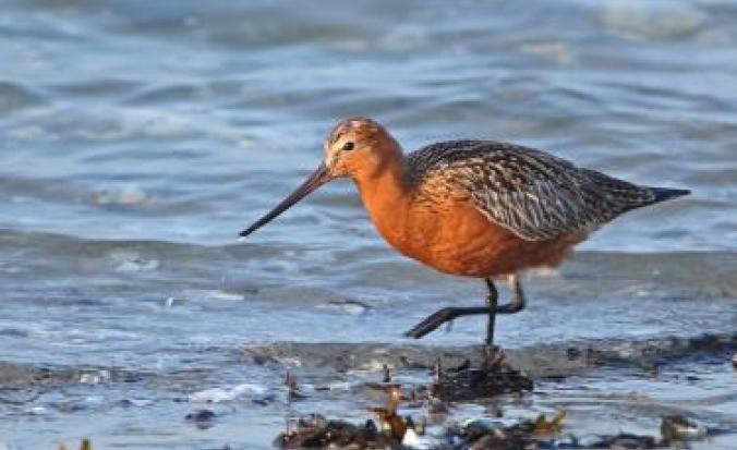 Nationaal Park Oosterschelde