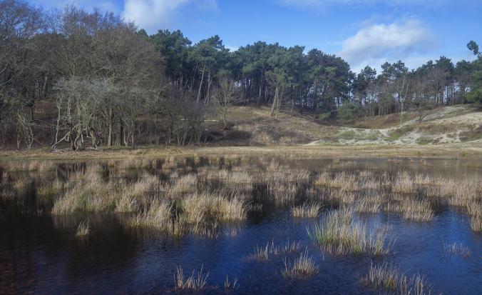 Zicht op bomen en een ven in natuurgebied Oranjezon