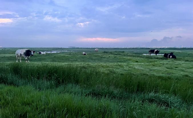 runderen op de schorren van Saeftinghe