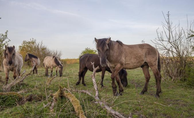 Wandelen Tholen & Sint Philipsland, Slikken van de Heen konikpaarden