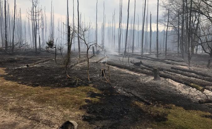 Zwartgeblakerde vlakte en bomen in Waterwinbossen na brand 2,2 ha verwoest